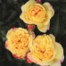 Троянда Лампіон (Роза Lampion)